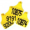 BOLSA CON 50 ARETES MAXI NUMERADOS  1451-1500